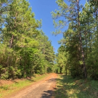 Joskey Estates &nbsp; 281621 &nbsp; 31 Ac