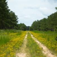 730 Acres &nbsp; Montgomery County Transition images 2