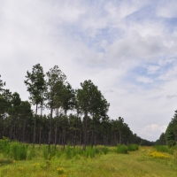 730 Acres &nbsp; Montgomery County Transition images 3