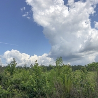23 Acres &nbsp; County Road 1325 &nbsp; 285007 images 3