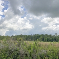 23 Acres &nbsp; County Road 1325 &nbsp; 285007 images 6