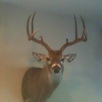 West Texas Trophy Lease With Mule, Whitetail, Dove, and Quail