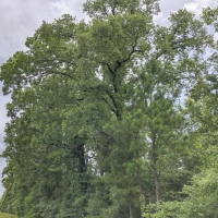 44 Acres &nbsp; FM 356 Rec &nbsp; 271111 images 3