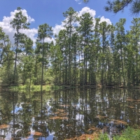524 Acres &nbsp; Hopewell Road &nbsp; 271028 images 5