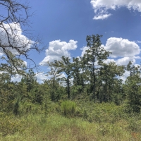 524 Acres &nbsp; Hopewell Road &nbsp; 271028 images 6