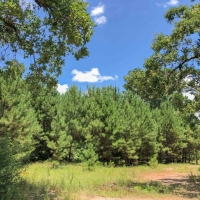 34 Acres &nbsp; Lost Indian Camp Road &nbsp; 271013 images 2