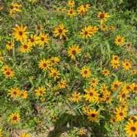 34 Acres &nbsp; Lost Indian Camp Road &nbsp; 271013 images 4