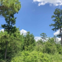 34 Acres &nbsp; Lost Indian Camp Road &nbsp; 271013 images 5