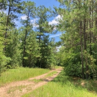826 Acres &nbsp; Rosenwall Road images 2