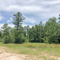 826 Acres &nbsp; Rosenwall Road images 3