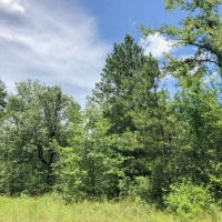 826 Acres &nbsp; Rosenwall Road images 5