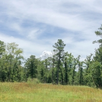 826 Acres &nbsp; Rosenwall Road images 6