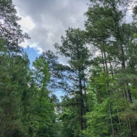 68 Acres &nbsp; Hwy 21 images 3
