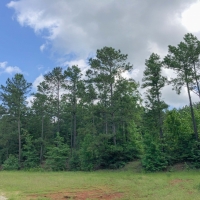 68 Acres &nbsp; Hwy 21 images 4