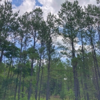 68 Acres &nbsp; Hwy 21 images 5
