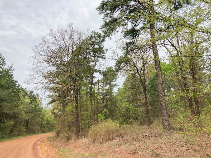 14 Acres &nbsp; CR 2864 &nbsp; Tract 1017 featured image