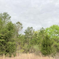 14 Acres &nbsp; CR 2864 &nbsp; Tract 1017 images 5