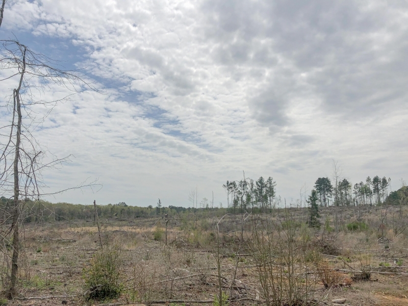 44 Acres &nbsp; CR 1779 &nbsp; Tract 1019 East featured image