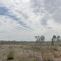44 Acres &nbsp; CR 1779 &nbsp; Tract 1019 East