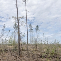 44 Acres &nbsp; CR 1779 &nbsp; Tract 1019 East images 3