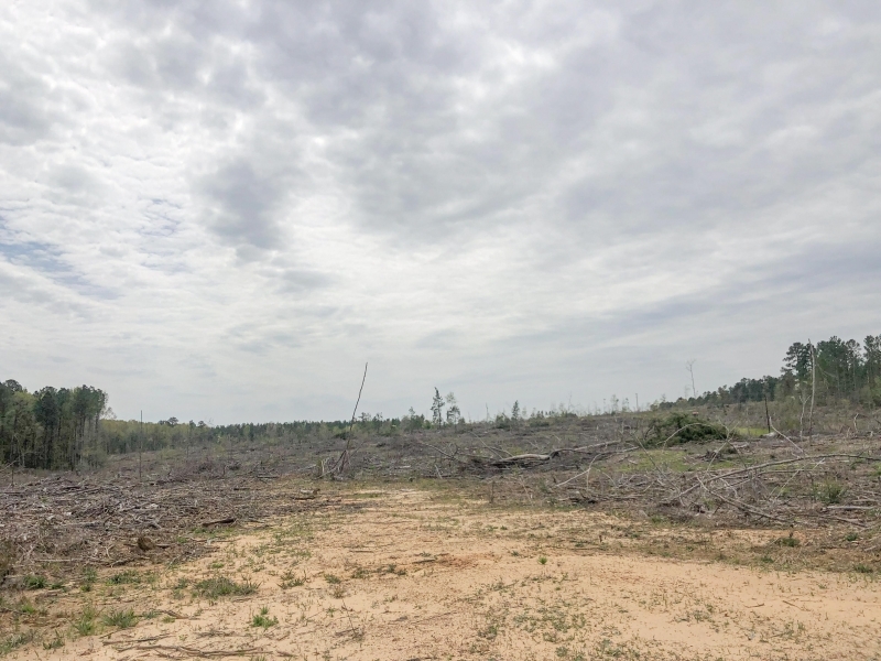 108 Acres &nbsp; CR 1779 &nbsp; Tract 1019 East featured image