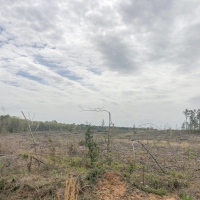 108 Acres &nbsp; CR 1779 &nbsp; Tract 1019 East images 3