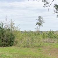 434 Acres &nbsp; Hwy 248 &nbsp; Tract 1019 images 6
