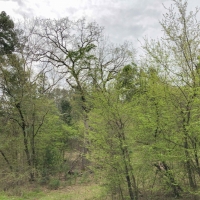 13 Acres &nbsp; FM 1399 &nbsp; Tract 1010 images 2