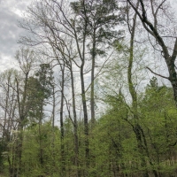 13 Acres &nbsp; FM 1399 &nbsp; Tract 1010 images 3