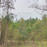 13 Acres &nbsp; FM 1399 &nbsp; Tract 1010 images 5