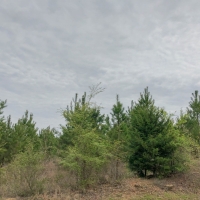 79 Acres &nbsp; FM 1399 &nbsp; Tract 1010