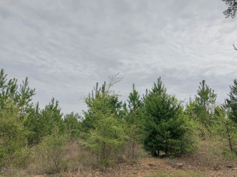 98 Acres &nbsp; FM 1399 &nbsp; Tract 1010 featured image