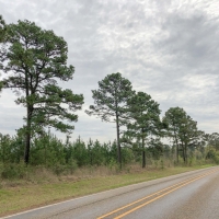 98 Acres &nbsp; FM 1399 &nbsp; Tract 1010 images 6