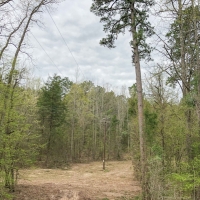 122 Acres &nbsp; CR 2358 &nbsp; Tract 1010 images 4