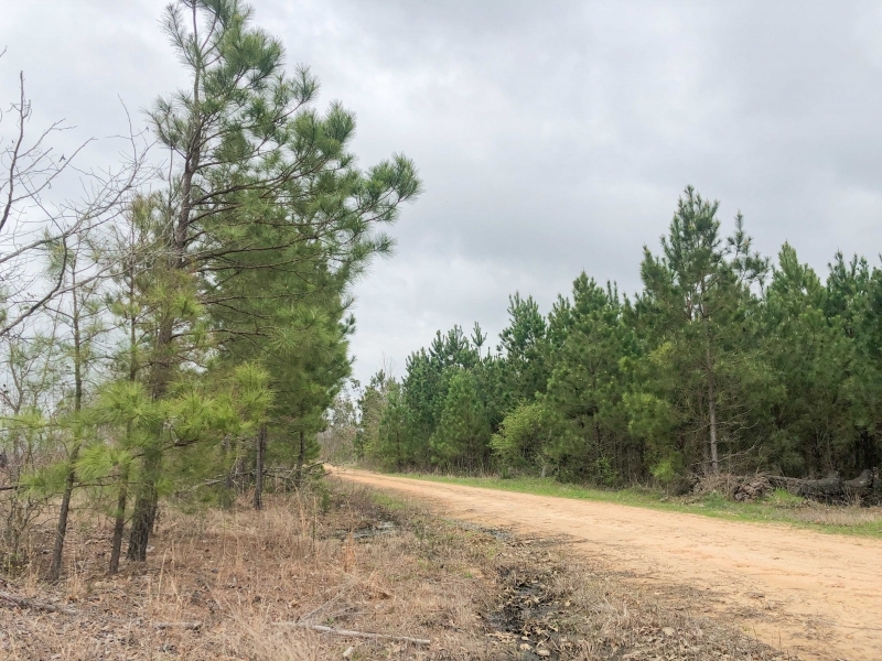 76 Acres &nbsp; CR 4450 &nbsp; Tract 1001 featured image