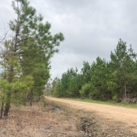 76 Acres &nbsp; CR 4450 &nbsp; Tract 1001