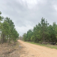 76 Acres &nbsp; CR 4450 &nbsp; Tract 1001 images 2