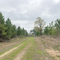 104 Acres &nbsp; CR 4429 &nbsp; Tract 1001 images 3