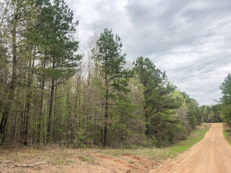 21 Acres &nbsp; CR 4284 &nbsp; Tract 1004 featured image