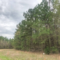 21 Acres &nbsp; CR 4284 &nbsp; Tract 1004 images 2