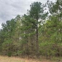 21 Acres &nbsp; CR 4284 &nbsp; Tract 1004 images 4