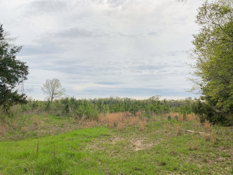 35 Acres &nbsp; CR 4507 &nbsp; Tract 1004 featured image