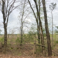 35 Acres &nbsp; CR 4507 &nbsp; Tract 1004 images 3