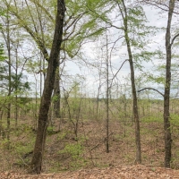 35 Acres &nbsp; CR 4507 &nbsp; Tract 1004 images 4