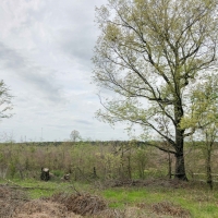 35 Acres &nbsp; CR 4507 &nbsp; Tract 1004 images 5