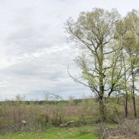 35 Acres &nbsp; CR 4507 &nbsp; Tract 1004 images 6