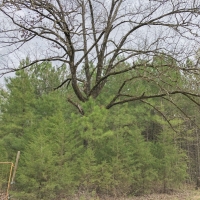 114 Acres &nbsp; CR 4268 &nbsp; Tract 1004 images 6