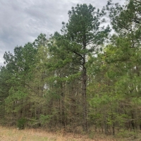 5742 Acres &nbsp; CR 4308 CR 4268 &nbsp; Tract 1004 images 5