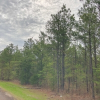 179 Acres &nbsp; CR 2115 &nbsp; Tract 1011 images 5