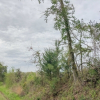 433 Acres &nbsp; CR 3201 &nbsp; Tract 1008 images 6